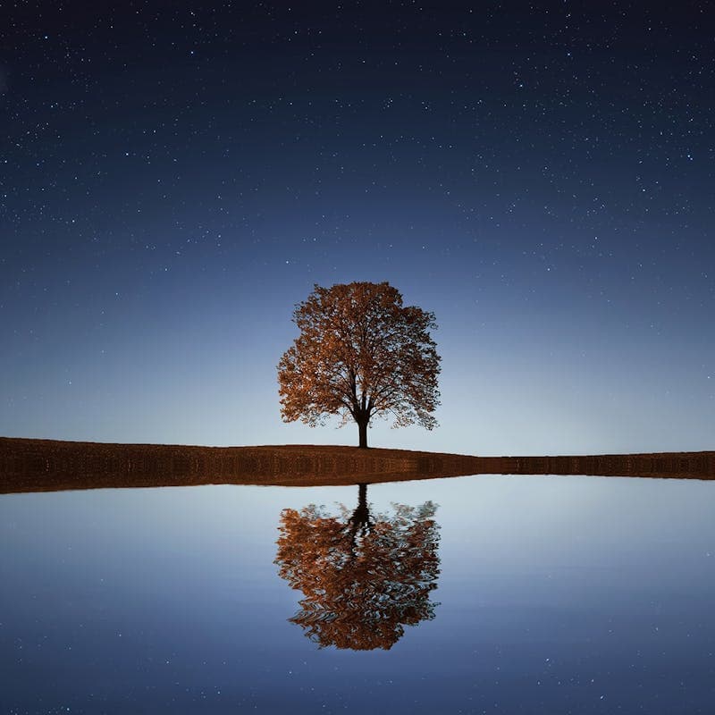 Night sky with autumn tree — vintage film reference