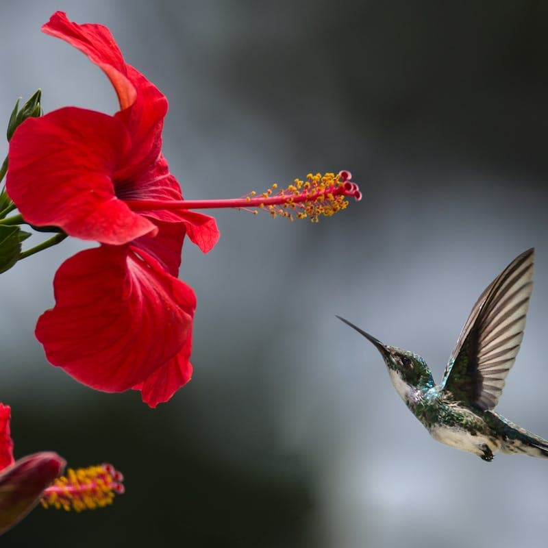 Red hibiscus flower — warm-toned reference