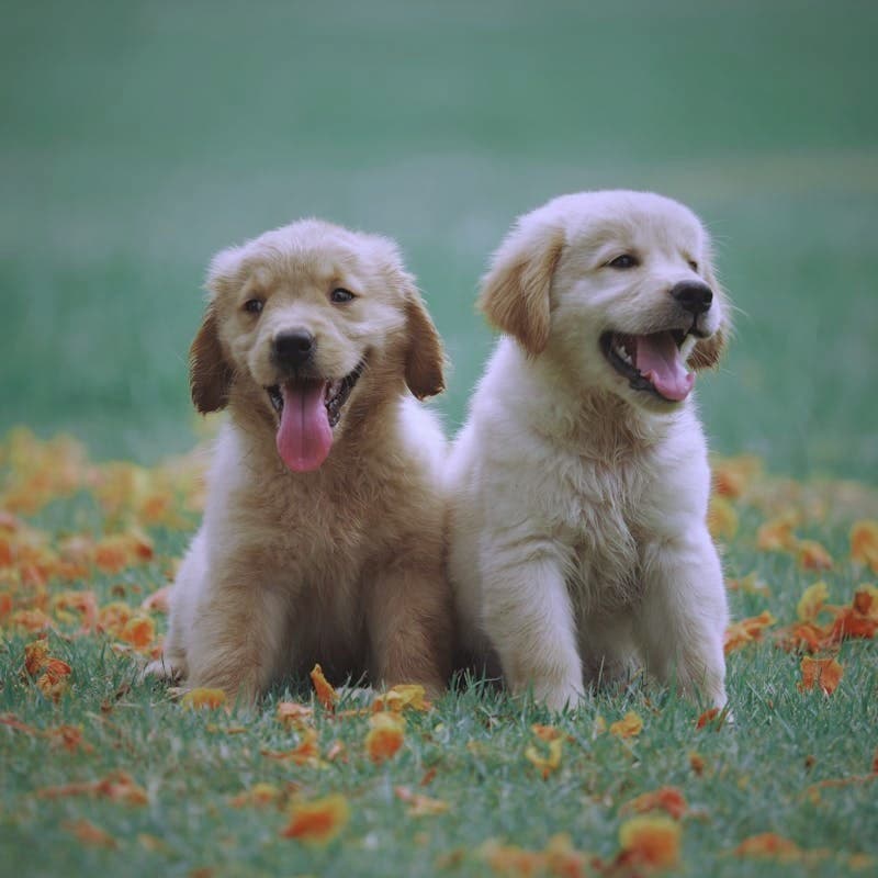 Golden retriever puppies with cinematic teal color grading applied