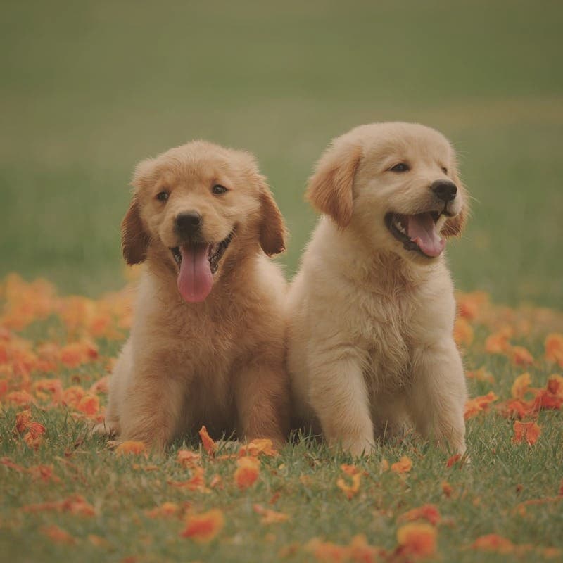 Golden retriever puppies with vintage film color grading applied