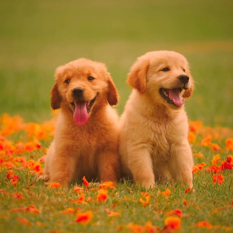 Golden retriever puppies with warm sunset color grading applied