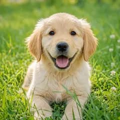 Animal sample: puppy.jpg
