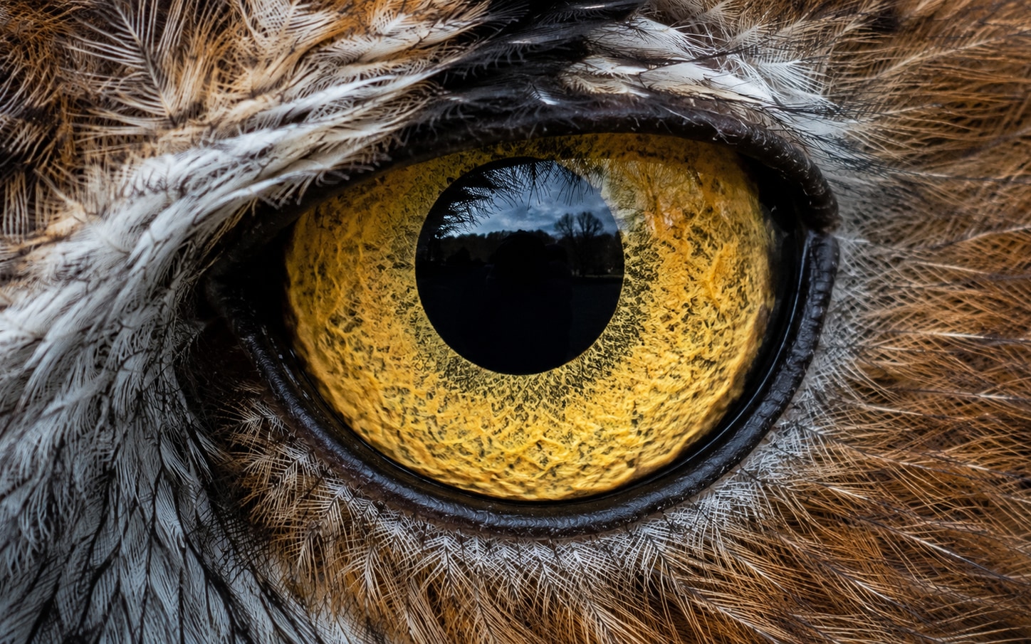 Macro photography of a great horned owl eye