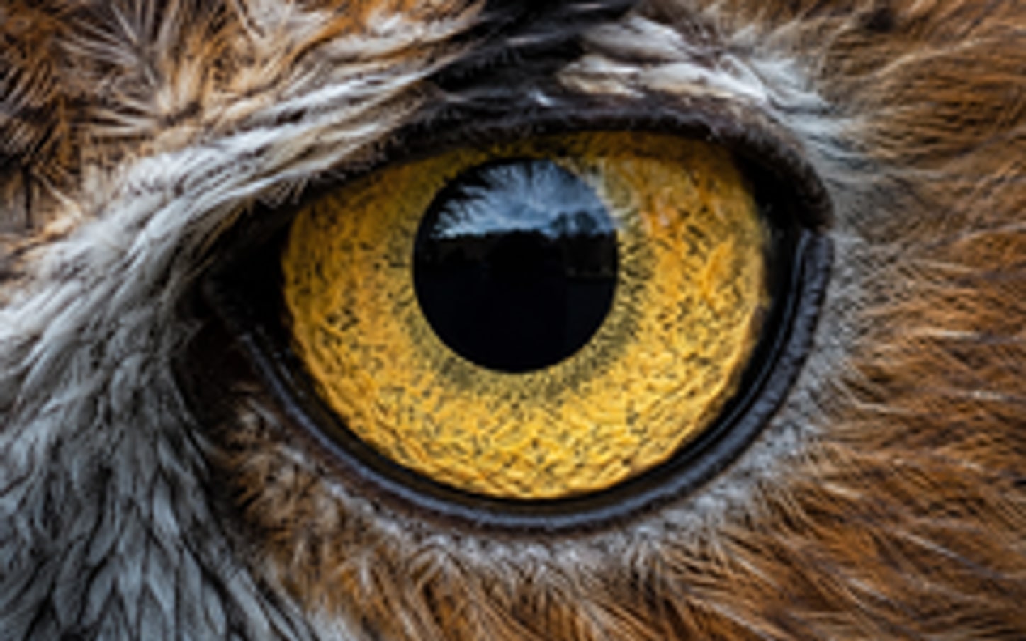 Original low resolution macro photo before AI image upscaling, blurry and pixelated